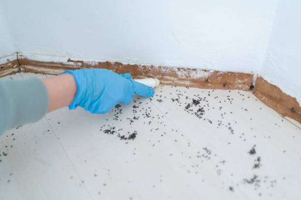 Best Termite Control Services  in Fairmount, GA